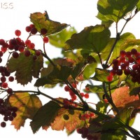 Guelder Rose